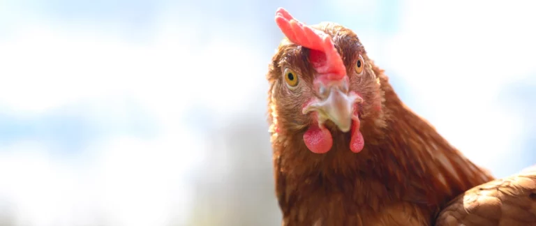 SEO y Branding- dilema del huevo o la gallina