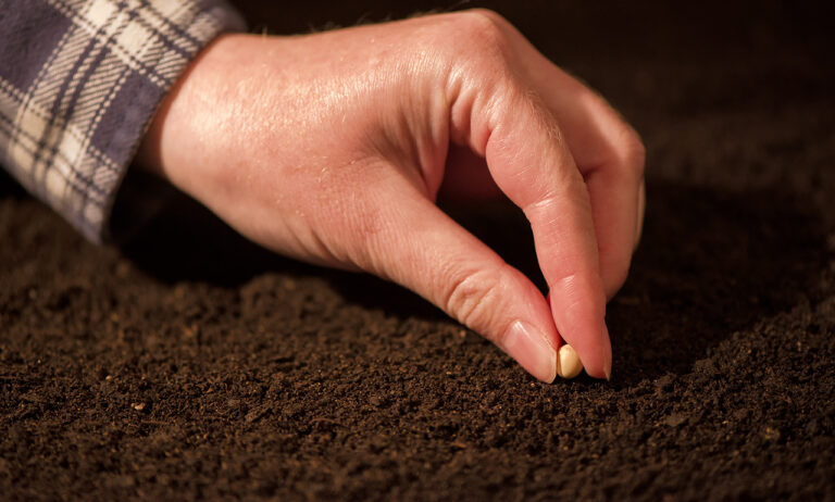 plantando semilla esencia de marca
